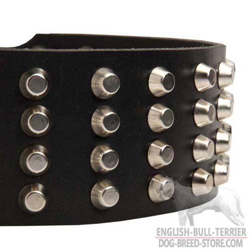 Nickel Plated Studs on Leather Dog Collar