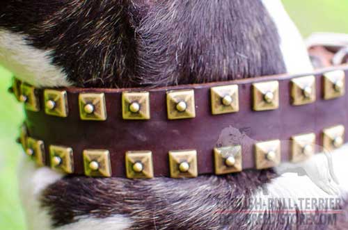 Riveted Brass Studs On Wide Leather Dog Collar