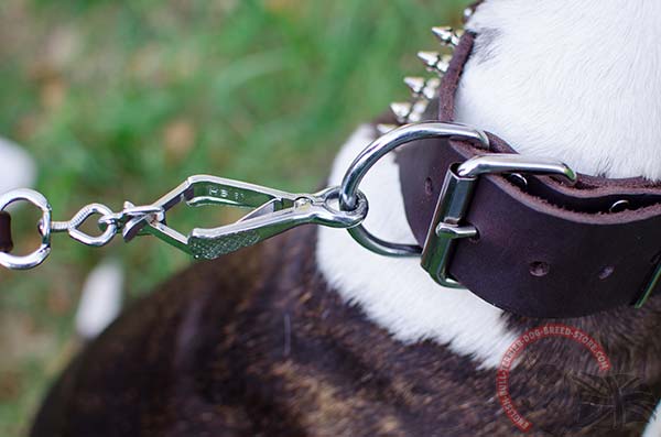 Leather English Bullterrier Collar with Nickel Plated Buckle