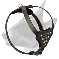 Ergonomic leather dog harness for Bull Terrier puppies