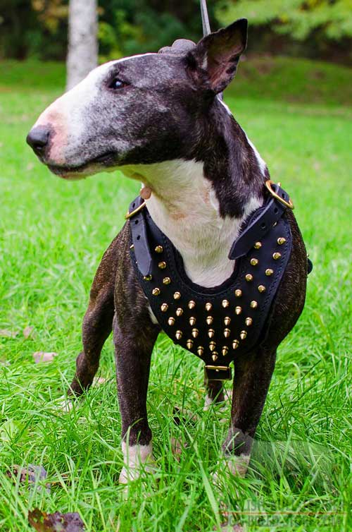 Custom Leather Bull Terrier Harness with Golden Brass Spikes