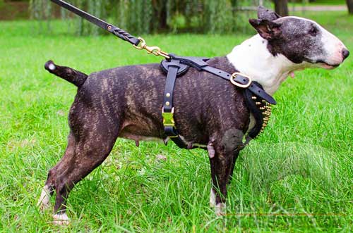 Fashion Leather Bull Terrier Harness with Wide Brass D-Ring for Lead Attachment