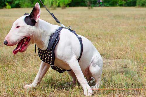 Fashion Leather Bull Terrier Harness Decorated with Nickel Plated Cones