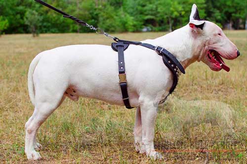 Fashion Studded Leather Bull Terrier Harness For Stylish Walking
