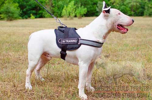 Professional Nylon Bull Terrier Harness with Velcro ID Patches