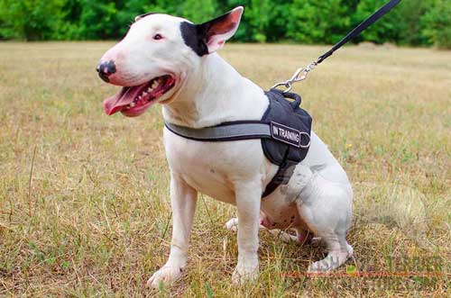 Reflective Nylon Bull Terrier Harness with Solid Nickel Plated D-Ring
