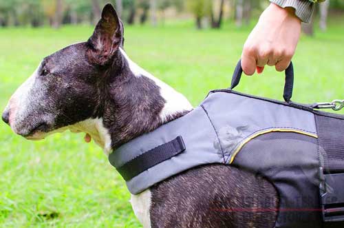 Nylon Bull Terrier Vest Fitted with Round Handle for Close Control