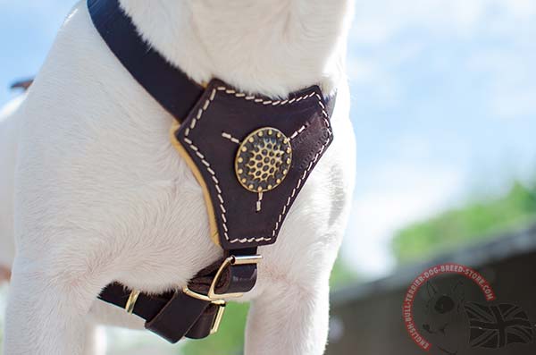 Decorated English Bullterrier puppy harness with padding