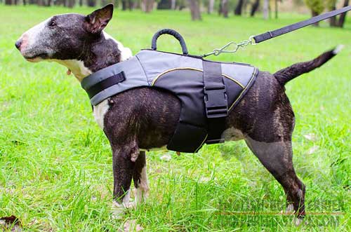 All Weather Nylon English Bull Terrier Vest with D-Ring for Lead Attachment
