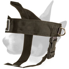 English Bull Terrier harness with D-ring