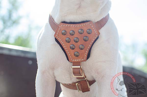 English Bullterrier harness with padded chest plate