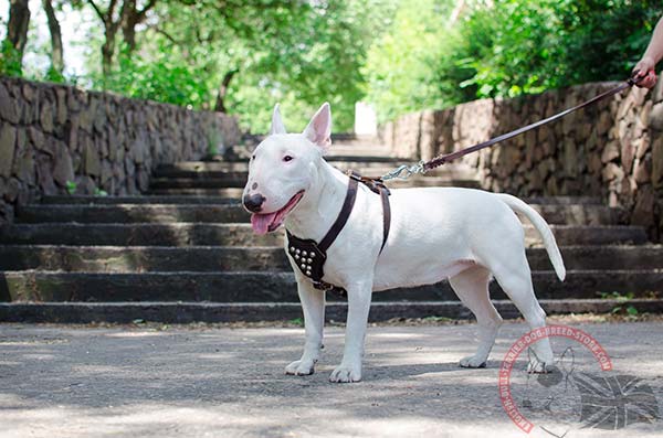 English Bullterrier black leather harness with rust-free fittings for safe walking