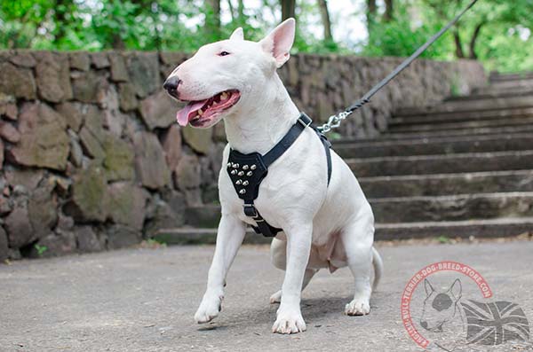 English Bullterrier black leather harness with strong nickel plated hardware for quality control