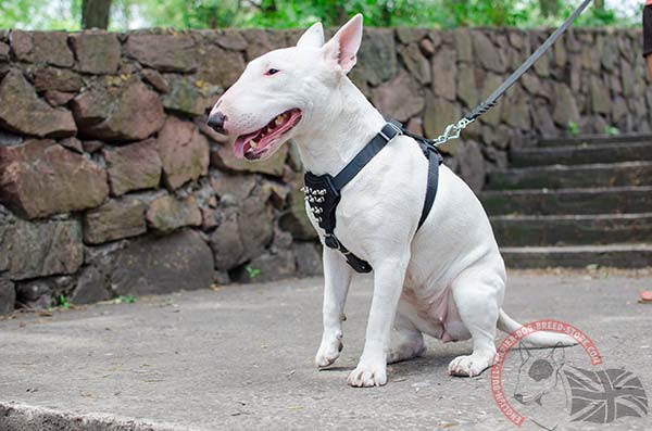 English Bullterrier black leather harness padded with d-ring for leash attachment for better comfort