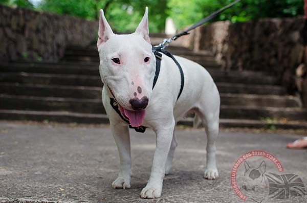 English Bullterrier black leather harness of genuine materials decorated with cones for stylish walks