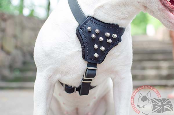 English Bullterrier black leather harness of genuine materials adorned with spikes for walking in style