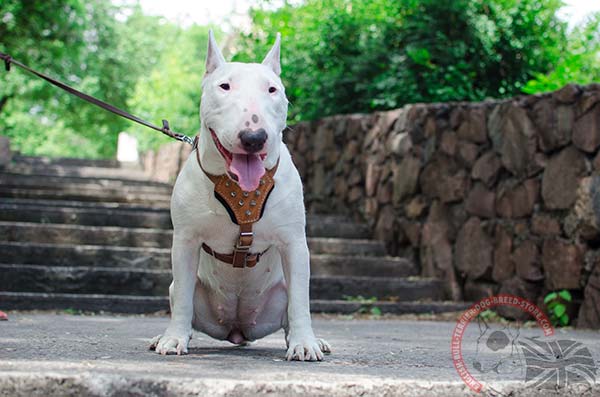 English Bullterrier tan leather harness adjustable  with quick release buckle for basic training