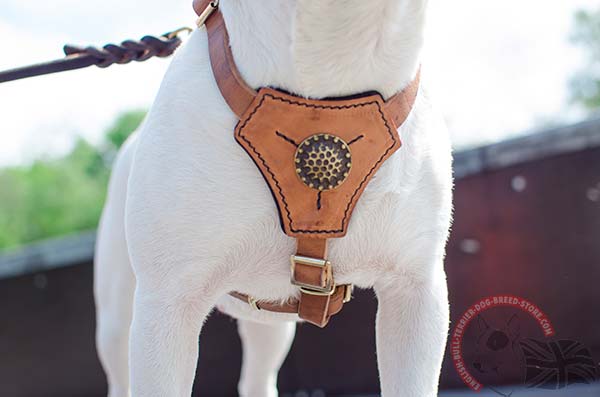 English Bullterrier tan leather harness with rust-resistant brass plated fittings for basic training