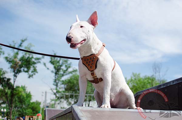 Obedience training English Bullterrier harness