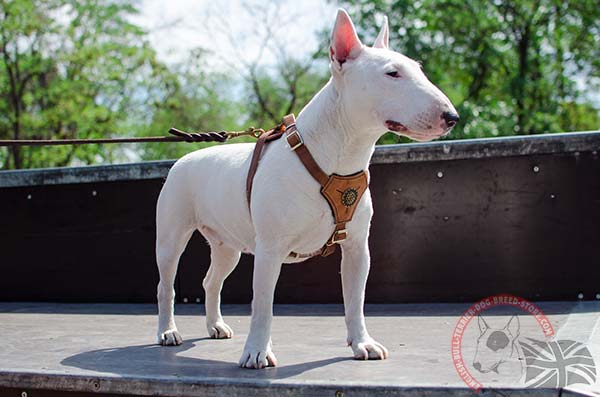 English Bullterrier puppy harness with royal decoration