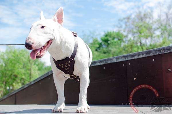 English Bullterrier puppy harness for walking in style