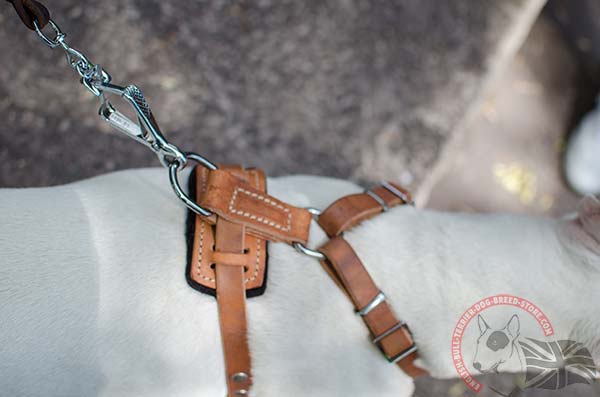 English Bullterrier harness with nickel hardware 