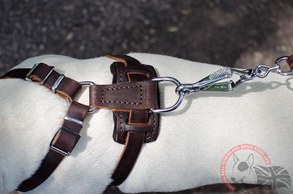 Leather English Bullterrier puppy harness with rust-proof hardware