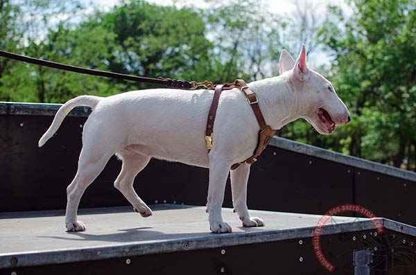 Soft and comfortable English Bullterrier puppy harness