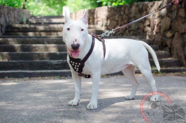 English Bullterrier puppy harness with shiny studs