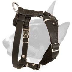 Decorated with studs leather harness for Bull Terrier puppies