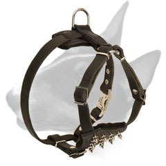 Decorated with spikes leather harness for Bull Terrier breed puppies