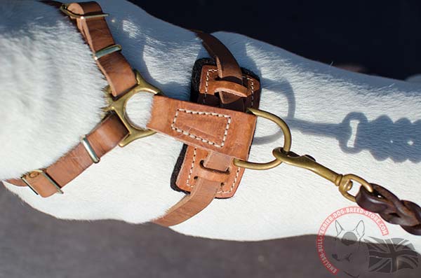 English Bullterrier harness with brass hardware