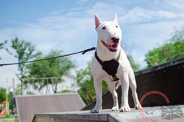 Soft leather English Bullterrier harness