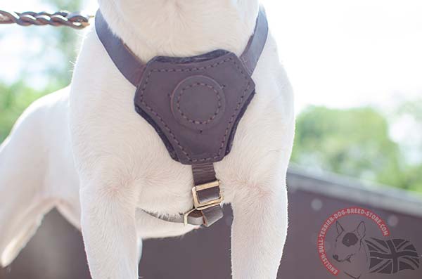 Soft padded chest plate on English Bullterrier puppy harness