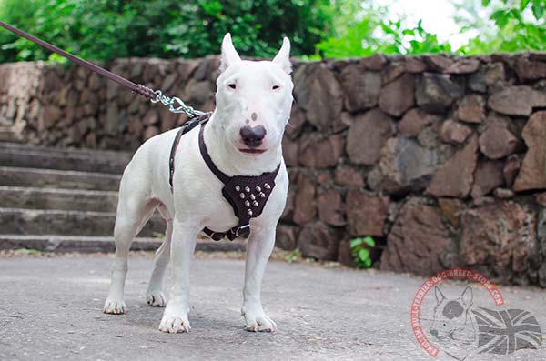 English Bullterrier harness with spikes