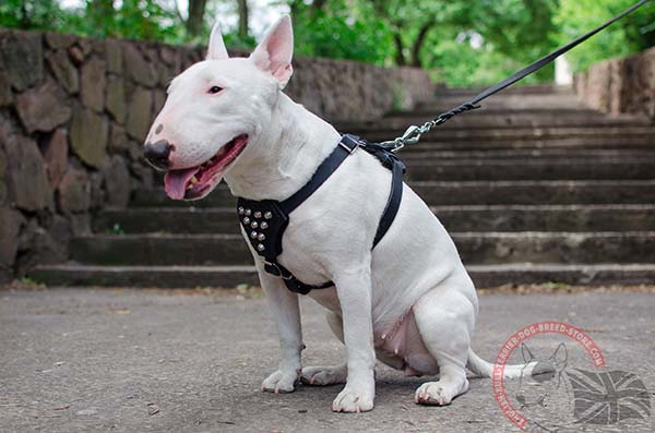 Good fit English Bullterrier puppy harness