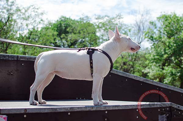 Adjustable leather English Bullterrier puppy harness
