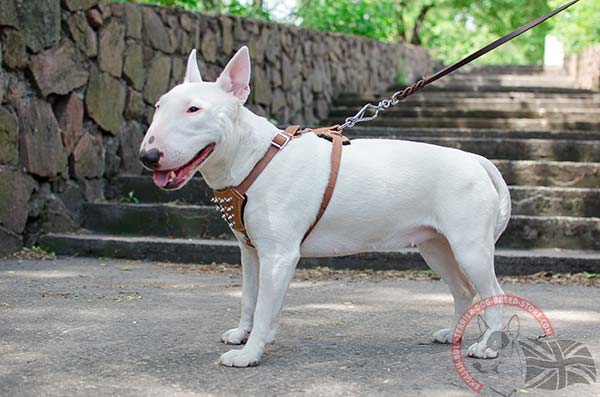 English Bullterrier puppy harness for snug fit