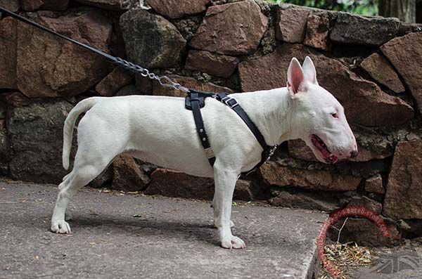 English Bullterrier harness with quick release buckle
