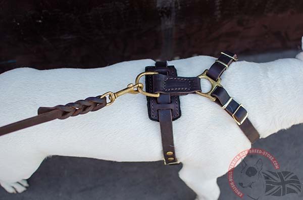 Durably stitched and riveted English Bullterrier harness