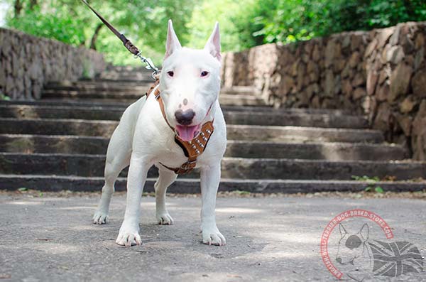 Spiked leather English Bullterrier puppy harness 