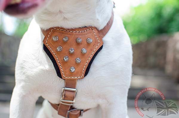 Spiked chest plate English Bullterrier puppy harness