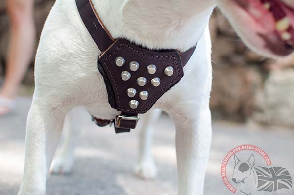 Studded English Bullterrier harness with padded chest