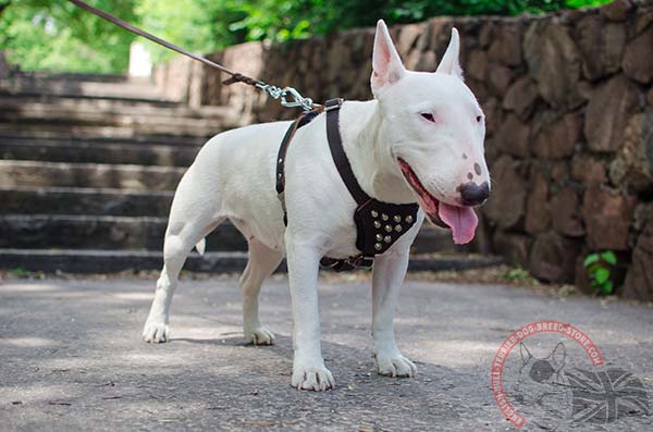 Leather English Bullterrier puppy harness
