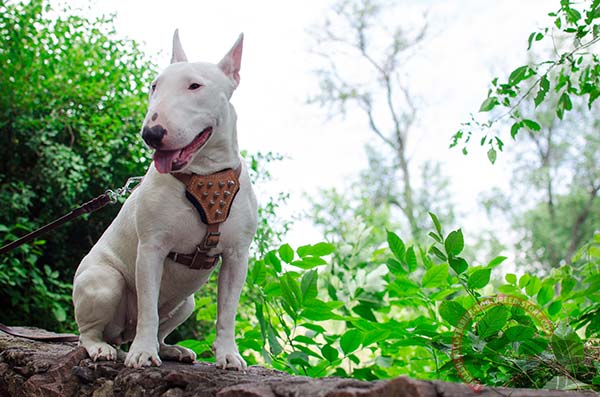 Comfortable English Bullterrier harness with padded chest