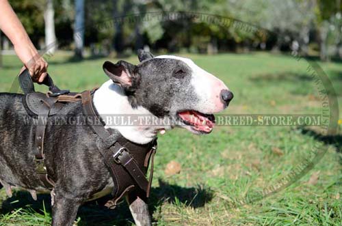 Leather dog harness for training and walking