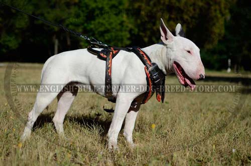 Bull Terrier dog wearing hand-painted harness
