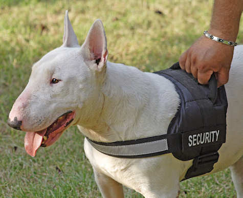 Bull Terrier dog in professional harness