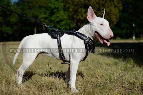 Bull Terrier dog harness for training