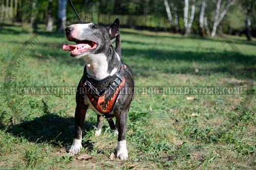 Hand-painted dog harness